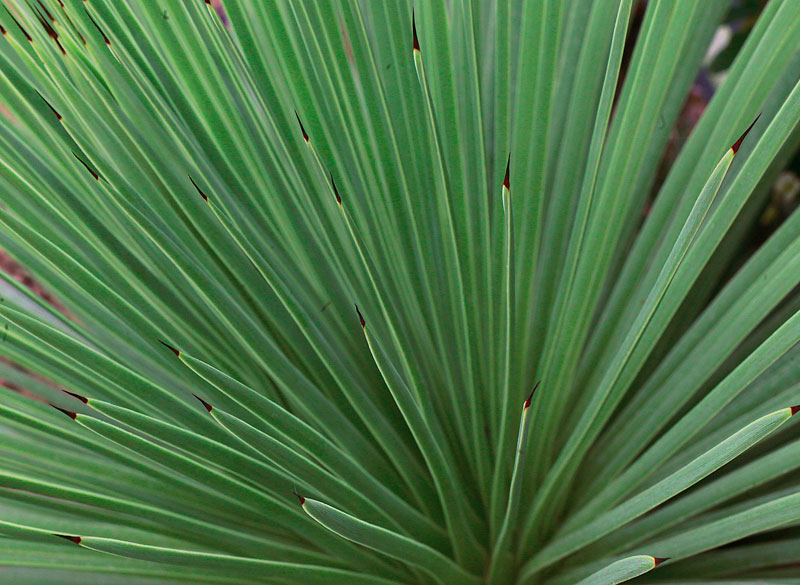 Agave stricta